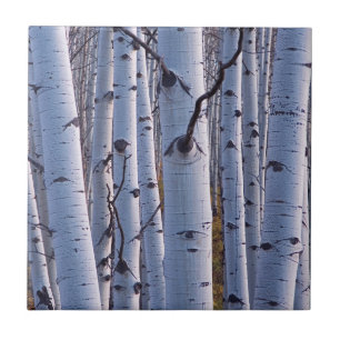 Azulejo Aspens en el Parque Nacional Gunnison