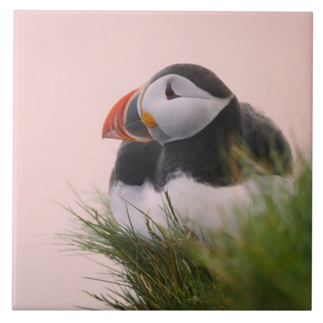 Azulejo Atlético de Puffin (Fratercula arctica) (Frente)