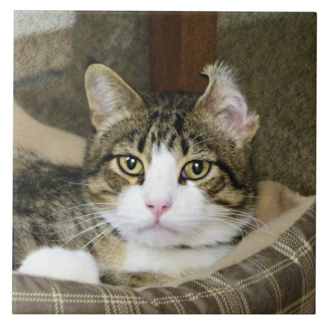 Azulejo Atrapado (Frente)