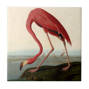 Azulejo Audubon American Flamingo