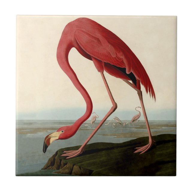Azulejo Audubon American Flamingo (Frente)