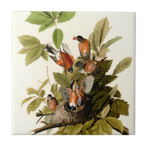 Azulejo Audubon American Robin Wildlife Bird Ilustracion