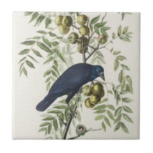 Azulejo Audubon Black Crow American Bird Ilustracion