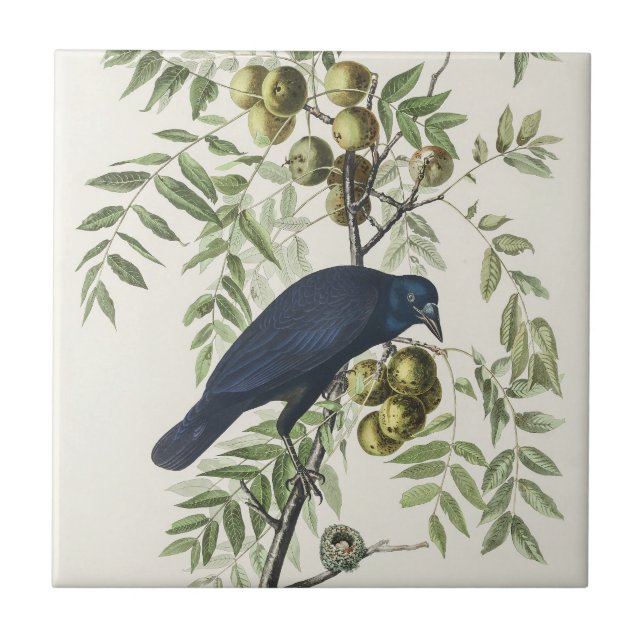 Azulejo Audubon Black Crow American Bird Ilustracion (Frente)