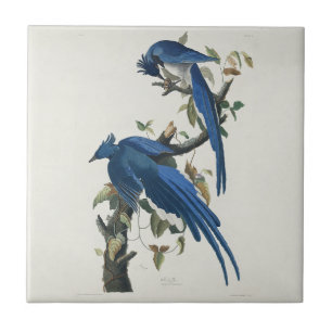 Azulejo Audubon Columbia Jay Black Thropie Magpie Jay