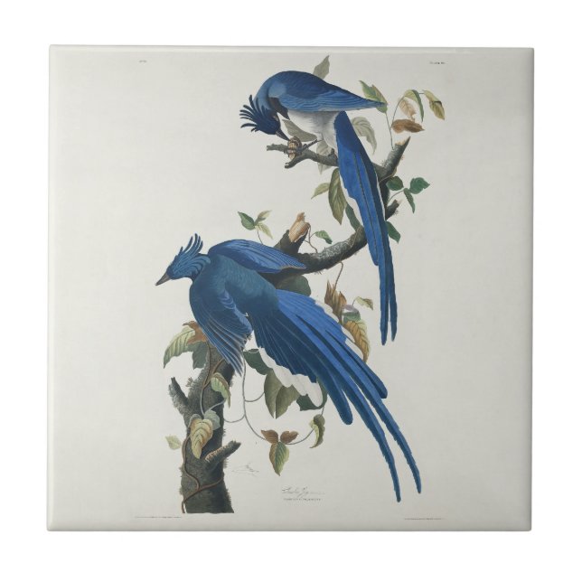 Azulejo Audubon Columbia Jay Black Thropie Magpie Jay (Frente)