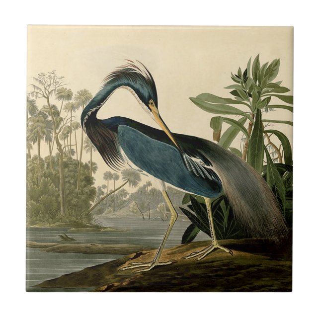 Azulejo Audubon Louisiana Heron Birds America Art (Frente)