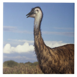 Azulejo Australia, Australia Occidental. Emu (Dromaius)