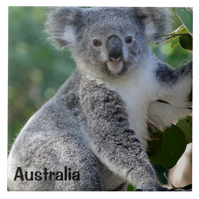 Azulejo Australia: Cuidadosamente koala australiana (Frente)