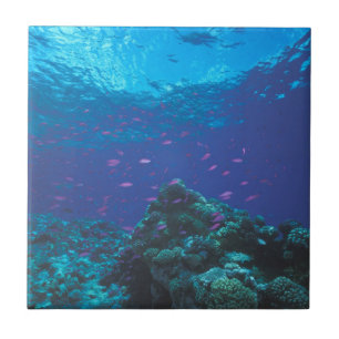 Azulejo Australia, Gran Barrera de Coral. Enjambre Púrpura