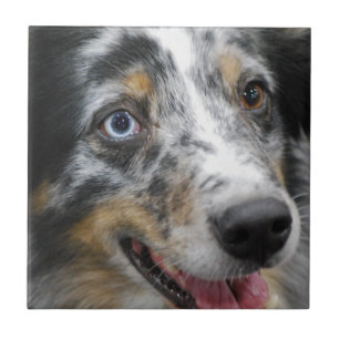 Azulejo australian-shepherd-32.jpg
