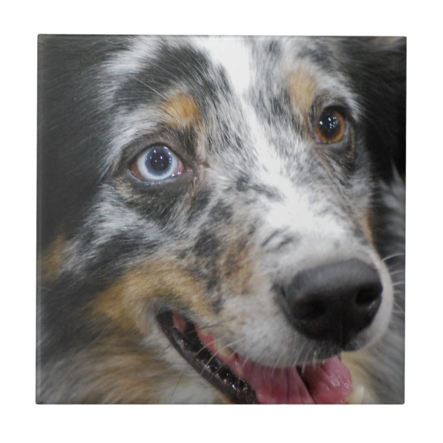 Azulejo australian-shepherd-32.jpg (Frente)
