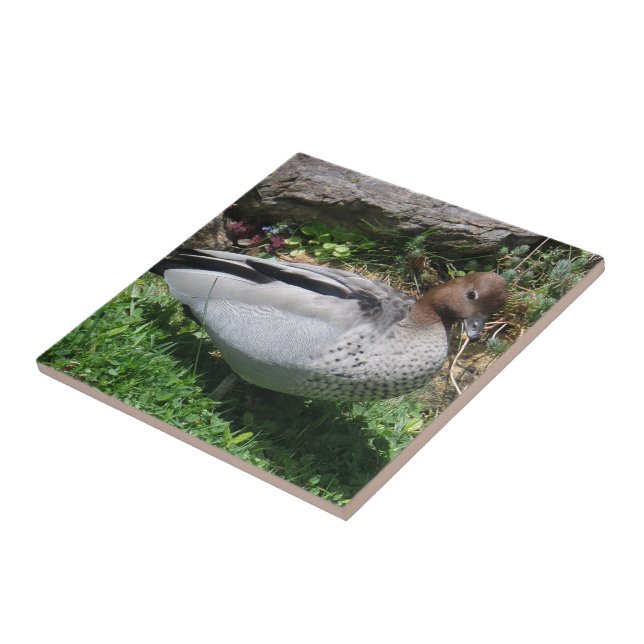 Azulejo Australian Wood Duck in Tranquil Garden (Lado)