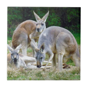 Azulejo Australiano KangaROOS que se relaja en el Sun