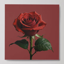Elegante Rosa moderno