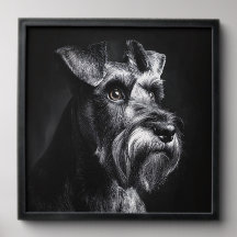Retrato monocromo de Schnauzer