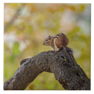 Azulejo Autumn Chipmunk