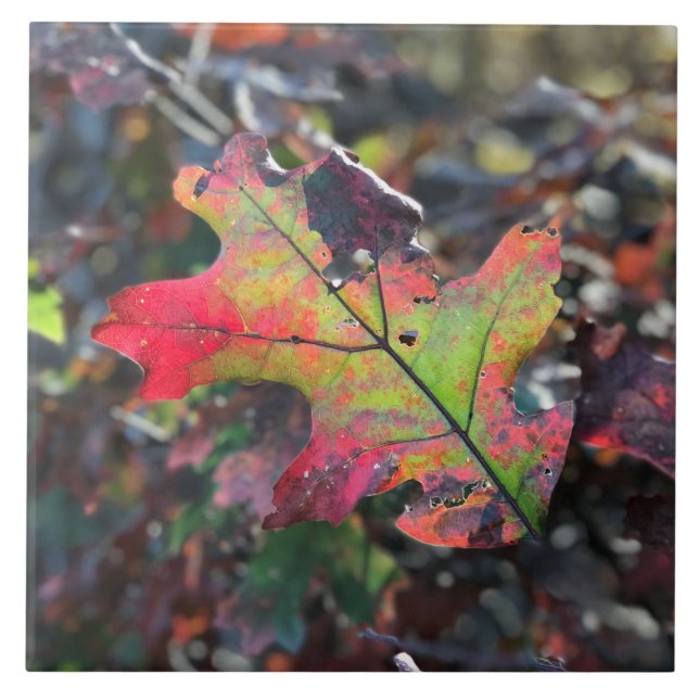 Azulejo Autumn Leaves Cerámica Tile (Frente)