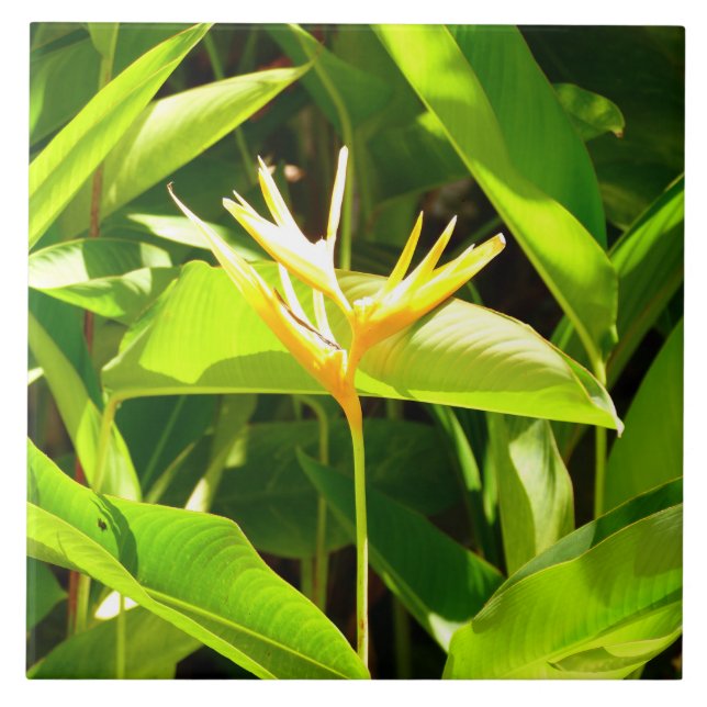 Azulejo Ave del paraíso (Frente)