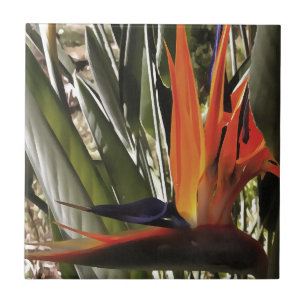 Azulejo Ave del Paraíso Strelitzia Reginae Acrílico Painti