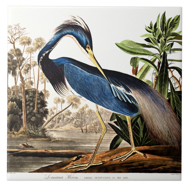 Azulejo Ave - Louisiana Heron por John James Audubon (Frente)