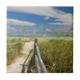 Azulejo Avena de mar Uniola paniculata) creciendo junto a 