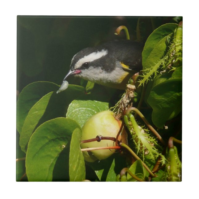 Azulejo Aves Bananaquit comiendo fotografía tropical (Frente)