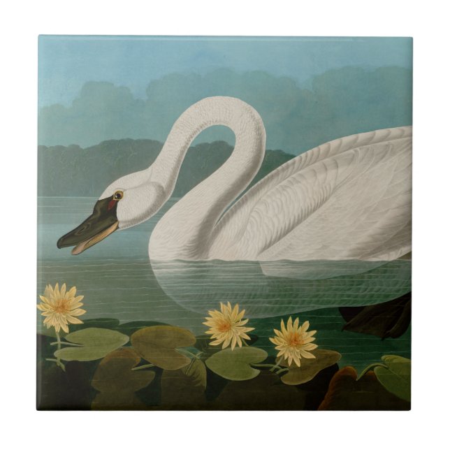 Azulejo Aves de cisne comunes de Estados Unidos Audubon (Frente)