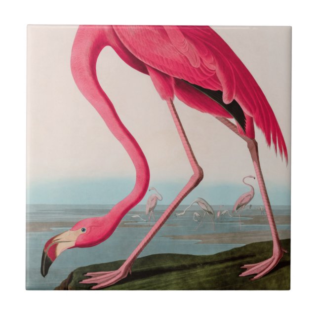Azulejo Aves de flamenco norteamericanas impresas Audubon (Frente)