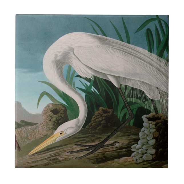 Azulejo Aves de garza blanca de América Impresión Audubon (Frente)