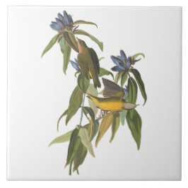 Azulejo Aves de John James Audubon