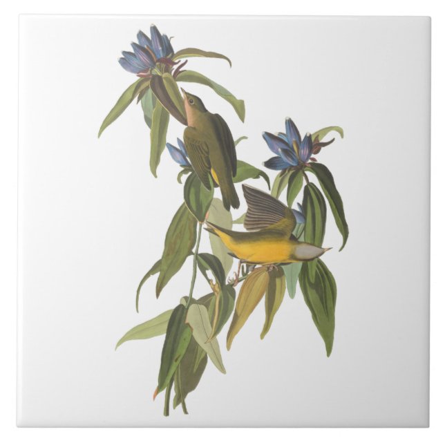 Azulejo Aves de John James Audubon (Frente)