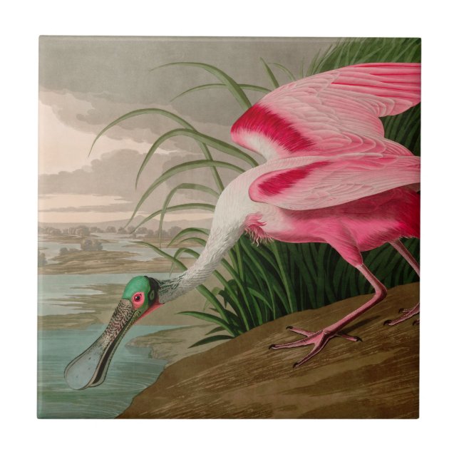 Azulejo Aves de la cucharada de Roseate para la impresión  (Frente)