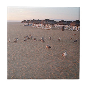 Azulejo Aves en la playa en Cabo