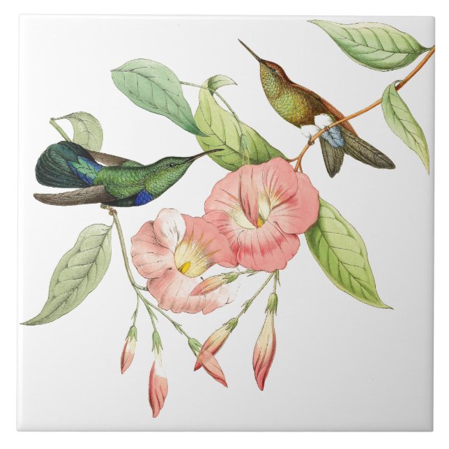 Azulejo Aves Hummingbird Flores rosas Mosaico Cerámico (Frente)