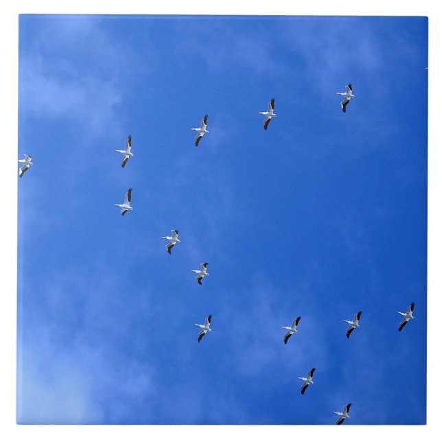 Azulejo Aves migratorias (Frente)