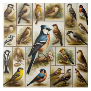 Azulejo Aves tempranas