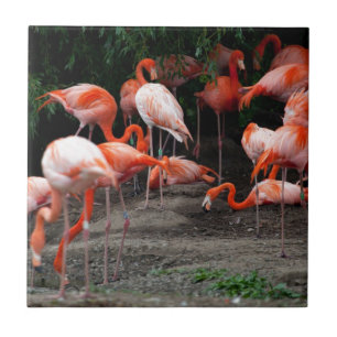Azulejo Aves tropicales de playa destruyen flamencos