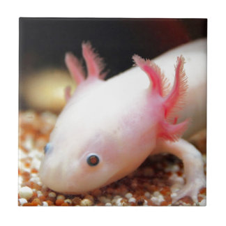 Azulejo Axolotl Weißling