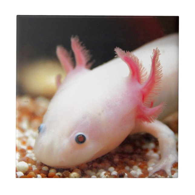 Azulejo Axolotl Weißling (Frente)