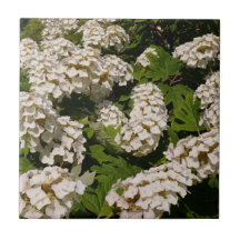 Azuleaf Hydrangea Cerámica