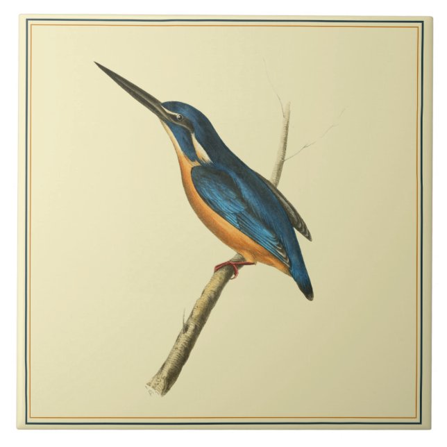 Azulejo Azure Kingfisher (Frente)