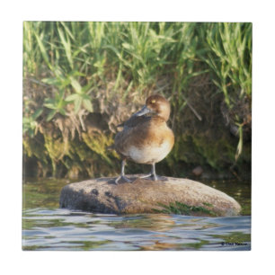 Azulejo B18 poco Scaup
