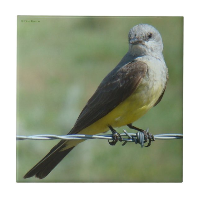 Azulejo B32 Kingbird (Frente)