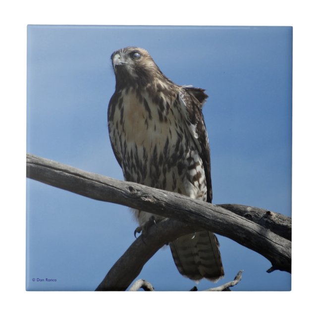 Azulejo B54 Aguililla de Swainson (Frente)