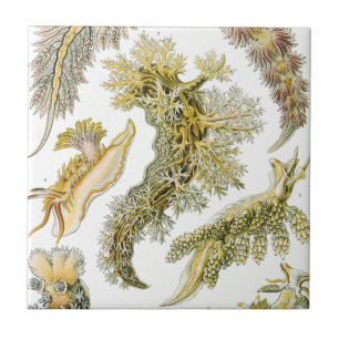 Azulejo Babosas Marinas, Caracoles por Ernst Haeckel, Anim