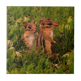 Azulejo Baby Chipmunks Animal Art