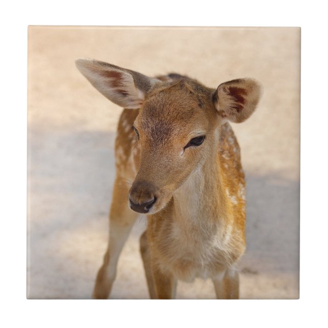 Azulejo Baby Deer (Frente)