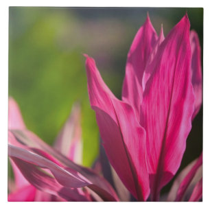 Azulejo BAHAMAS, Isla Nueva Providencia, Nassau:Paraíso