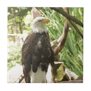 Azulejo Bald Eagle